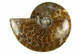 Polished Cretaceous Ammonite (Cleoniceras) Fossil - Madagascar #303901-1